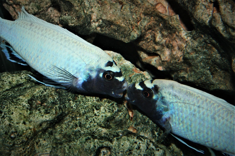 Pseudotropheus sp. 'polit' Lion's Cove